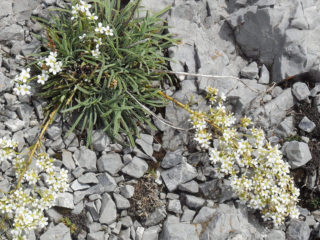 Saxifraga callosa